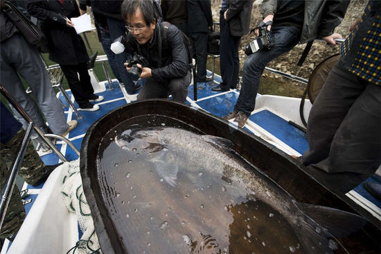 湖南捕获百斤鳙鱼 将做成世界最大剁椒鱼头-Z