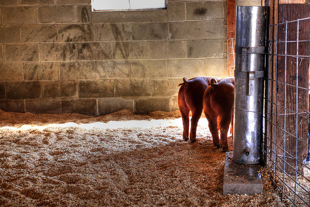 养一只猪能创造多少gdp_一只猪侧躺着像人的图(2)