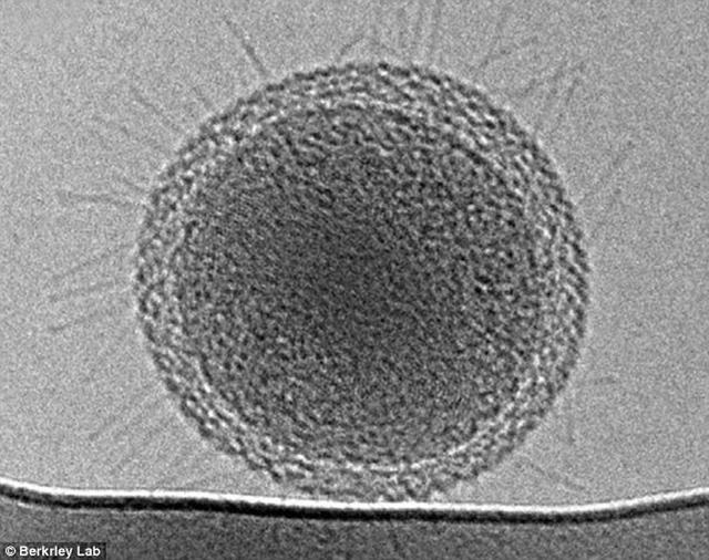 科学家首次拍摄到迄今世界上最小的细菌体